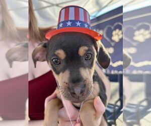 Miniature Pinscher-Unknown Mix Dogs for adoption in Claremore, OK, USA