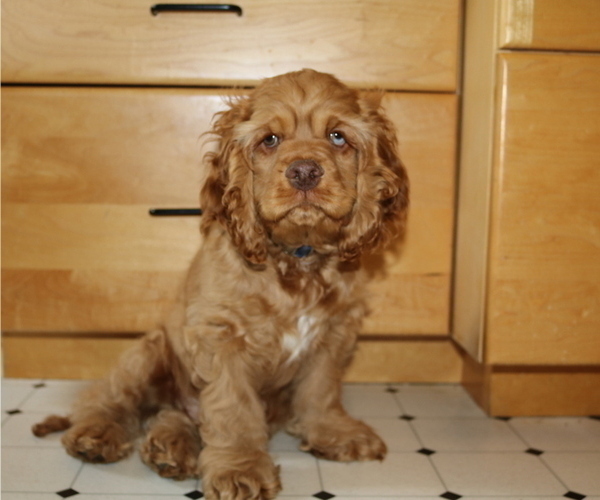 Medium Photo #1 Cocker Spaniel Puppy For Sale in MONUMENT, CO, USA