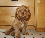 Small Photo #1 Cocker Spaniel Puppy For Sale in MONUMENT, CO, USA