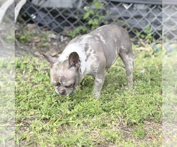 Medium Photo #1 French Bulldog Puppy For Sale in NAPLES, FL, USA