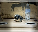 Small #5 Morkie