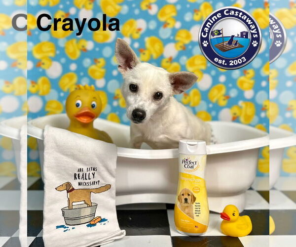 Medium Photo #1 Chihuahua-Unknown Mix Puppy For Sale in Arcadia, FL, USA