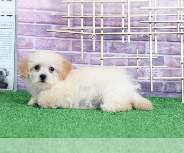 Medium Photo #3 Poochon Puppy For Sale in BEL AIR, MD, USA
