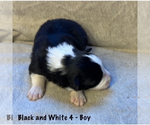 Medium Photo #6 Border Collie Puppy For Sale in MOSIER, OR, USA