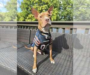 Harrison Ford - Male Mutt Dog for Adoption - Photo #4