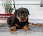 Small #2 Rottweiler