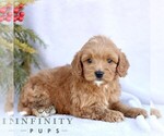 Small #3 Goldendoodle (Miniature)