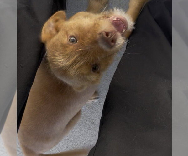 Medium Photo #3 Labrador Retriever-Unknown Mix Puppy For Sale in Raleigh, NC, USA