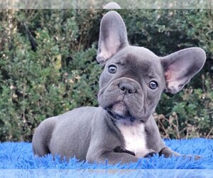 French Bulldog Puppy for sale in BOSTON, MA, USA