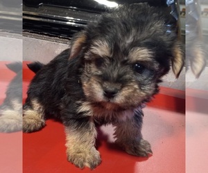 Morkie Puppy for sale in HINCKLEY, MN, USA