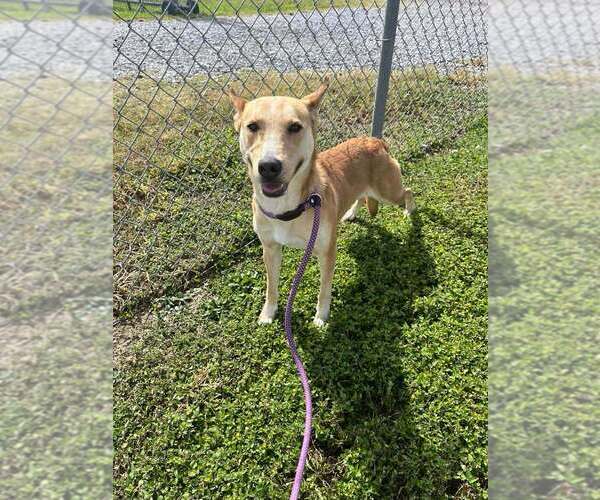 Medium Photo #3 Mutt Puppy For Sale in Abbeville, LA, USA