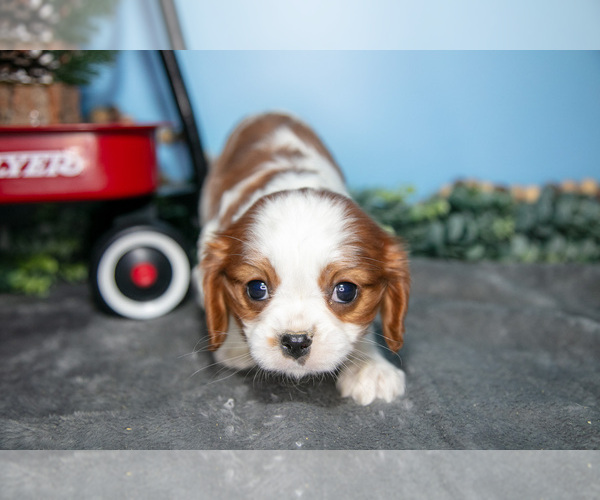 Medium Photo #2 Cavalier King Charles Spaniel Puppy For Sale in MONTGOMERY, MI, USA