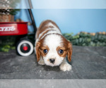 Small #1 Cavalier King Charles Spaniel