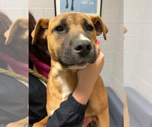 Boxador Dogs for adoption in garner, NC, USA