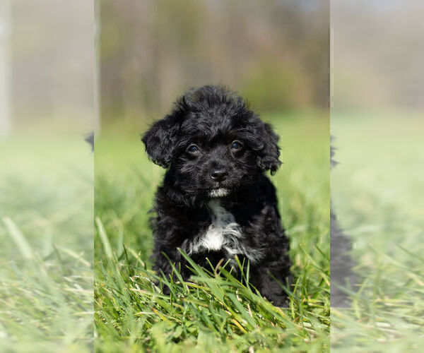 Medium Photo #10 YorkiePoo Puppy For Sale in WARSAW, IN, USA