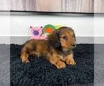 Small Photo #7 Dachshund Puppy For Sale in FRANKLIN, IN, USA