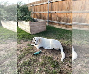 Great Pyrenees Dogs for adoption in Bend, OR, USA