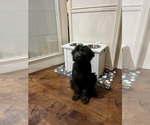 Small #2 Aussiedoodle-Labradoodle Mix