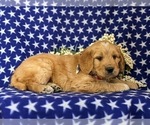 Small Photo #5 Goldendoodle (Miniature) Puppy For Sale in QUARRYVILLE, PA, USA
