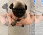 Small Photo #13 Pug Puppy For Sale in SUMTER, SC, USA