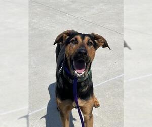 Doberman Pinscher-Unknown Mix Dogs for adoption in San Martin, CA, USA