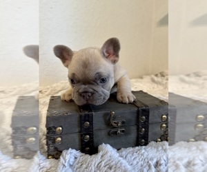 French Bulldog Puppy for Sale in BELLEVIEW, Florida USA