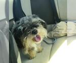 Small Shih Tzu