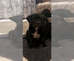 Puppy Fat Boy American Bully-American Pit Bull Terrier Mix