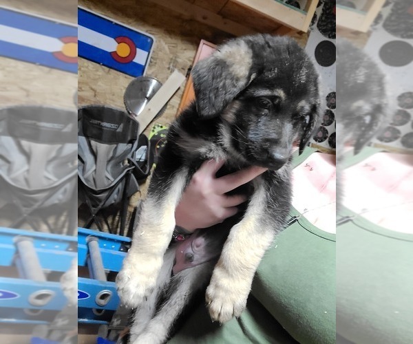 Medium Photo #1 German Shepherd Dog Puppy For Sale in AURORA, CO, USA