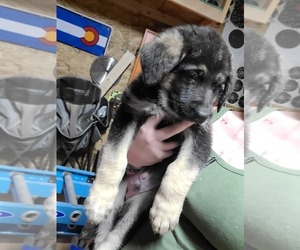German Shepherd Dog Puppy for sale in AURORA, CO, USA