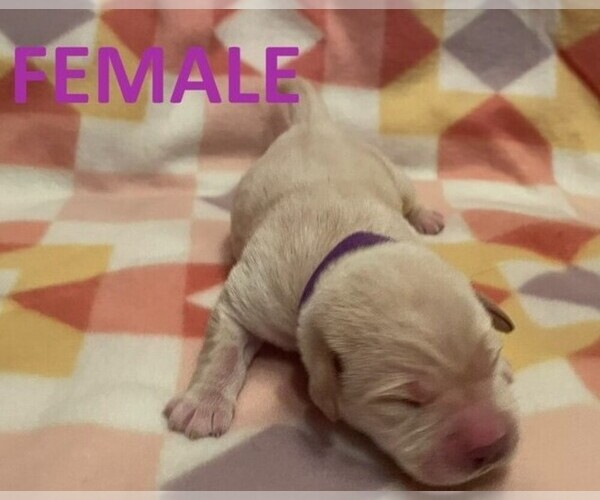 Medium Photo #7 Labrador Retriever Puppy For Sale in OLEAN, NY, USA