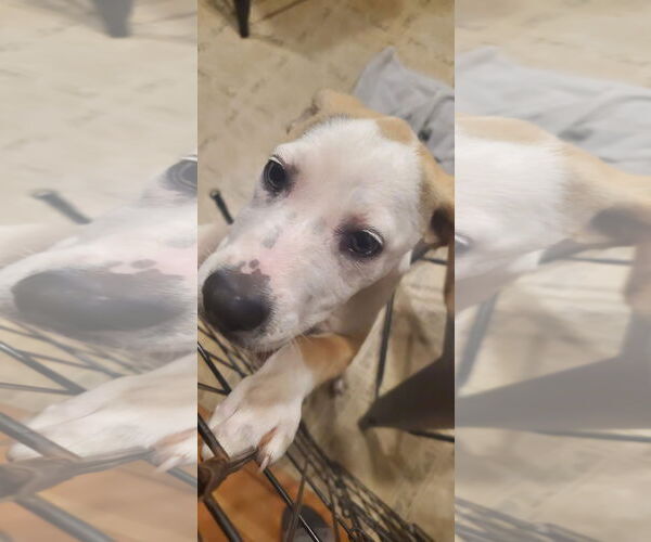 Medium Photo #3 Mutt Puppy For Sale in New London, WI, USA