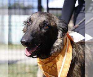 Mutt Dogs for adoption in San Antonio, TX, USA