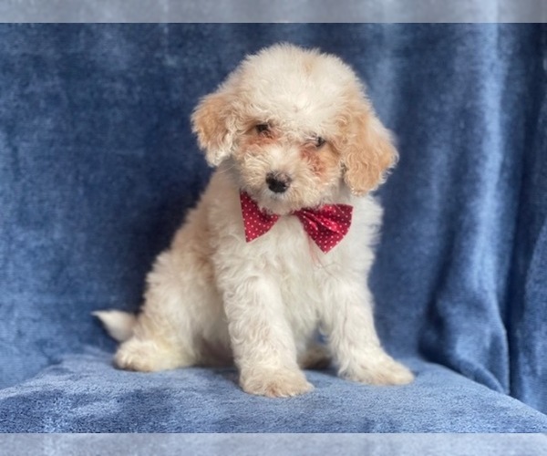 Medium Photo #10 Poodle (Miniature) Puppy For Sale in LAKELAND, FL, USA