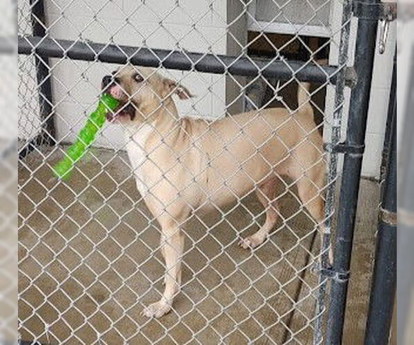 Medium Photo #5 Mutt Puppy For Sale in Westmont, IL, USA