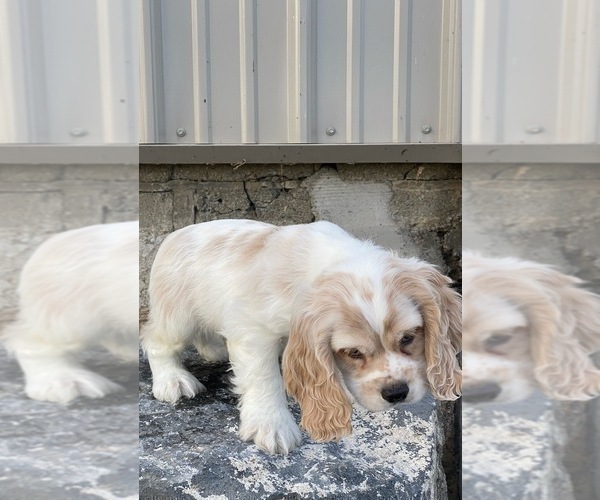 Medium Photo #9 Cocker Spaniel Puppy For Sale in CANOGA, NY, USA
