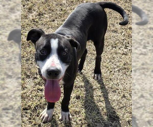 Medium Photo #1 American Pit Bull Terrier-Unknown Mix Puppy For Sale in Houston, TX, USA