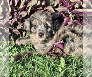 Aussiedoodle Puppy for sale in UPTON, KY, USA