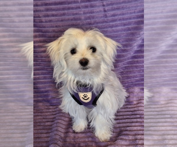 Medium Photo #2 Maltese Puppy For Sale in BEAR RIVER, WY, USA