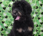 Small Photo #7 Bernedoodle Puppy For Sale in BLAKESBURG, IA, USA