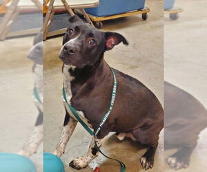 Wellington - Male Labrador Retriever-Unknown Mix Dog for Adoption - Photo #3