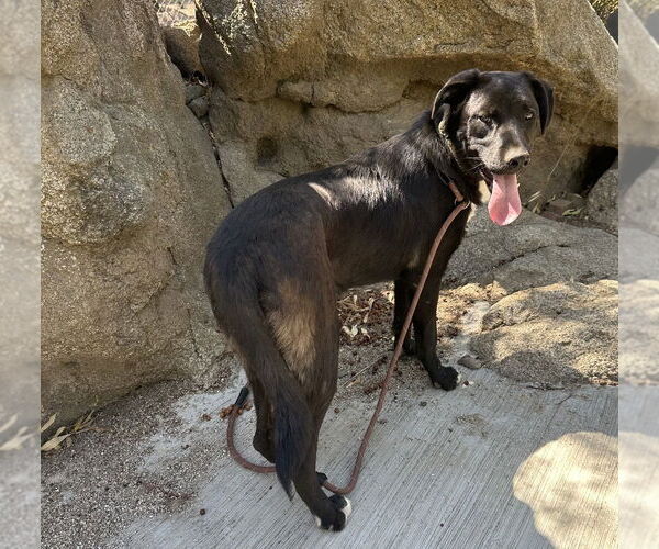 Medium Photo #17 Labrador Retriever-Unknown Mix Puppy For Sale in Dana Point, CA, USA