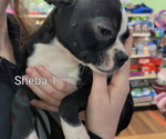 Small Photo #1 Boston Terrier Puppy For Sale in GILMER, TX, USA