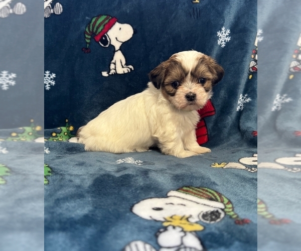 Medium Photo #14 Zuchon Puppy For Sale in NEW YORK MILLS, MN, USA