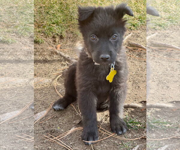 Medium Photo #4 Collie-Unknown Mix Puppy For Sale in Sandy, UT, USA