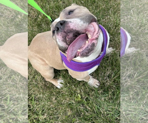 Medium Photo #2 Bulldog-Unknown Mix Puppy For Sale in Germantown, OH, USA
