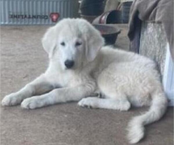 Medium Photo #4 Great Pyrenees Puppy For Sale in MULLIN, TX, USA