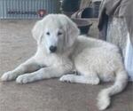Small #3 Great Pyrenees