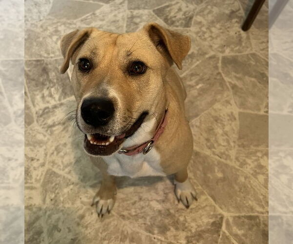 Medium Photo #18 American Pit Bull Terrier-Unknown Mix Puppy For Sale in Fargo, ND, USA