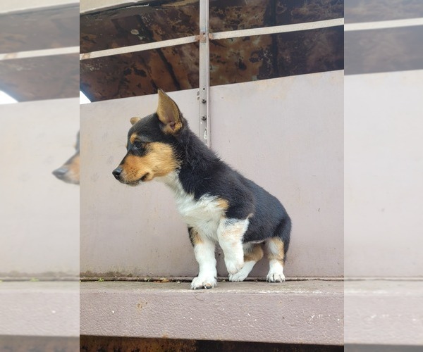 Medium Photo #2 Cowboy Corgi Puppy For Sale in CARTHAGE, MO, USA